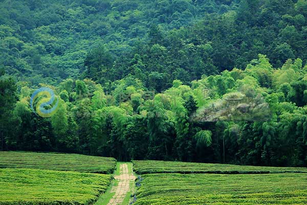 杭州径山竹茶园
