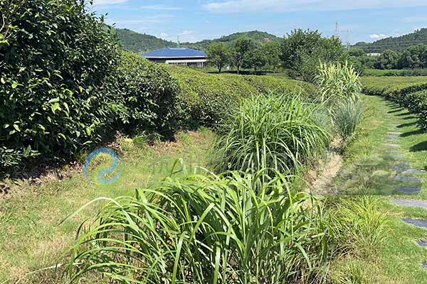 杭州径山竹茶园 杭州径山竹茶园