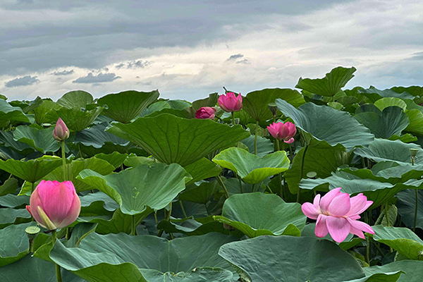 杭州径山竹茶园公墓，与自然相融，致敬逝者的永恒家园