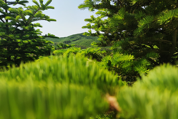 杭州公墓，夏季绿意盎然，为逝者送去清凉与安宁