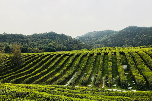 杭州陵园｜径山竹茶园不仅风景宜人，还是块风水宝地！