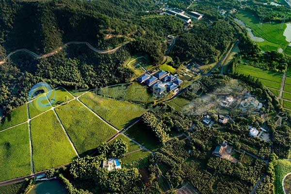 径山竹茶园 径山竹茶园